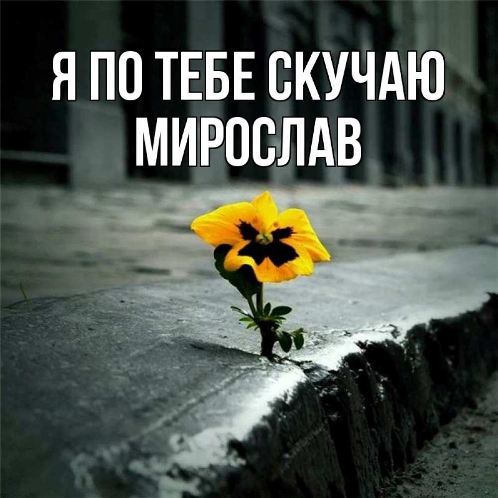 Открытка на каждый день с именем, Мирослав Я по тебе скучаю надеюсь будет лучше Прикольная открытка с пожеланием онлайн скачать бесплатно 