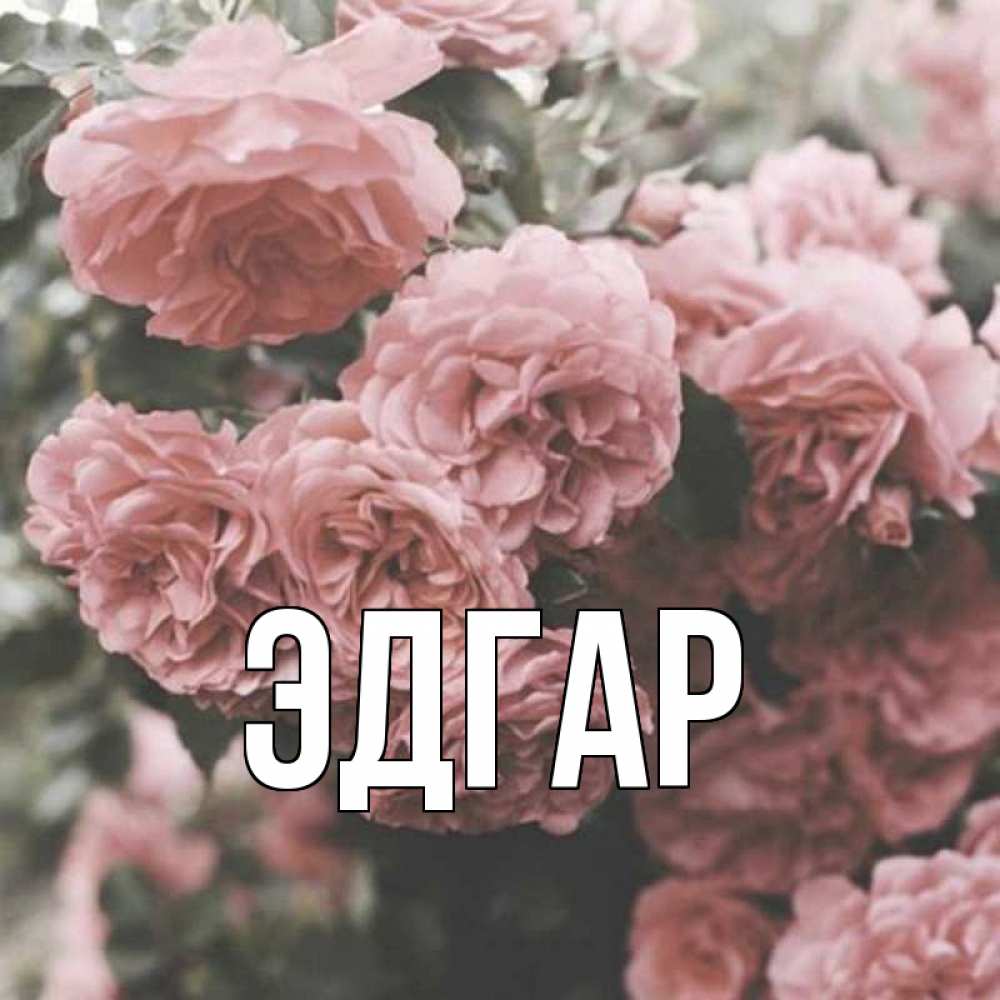 Открытка на каждый день с именем, Эдгар Главная розы 3 Прикольная открытка с пожеланием онлайн скачать бесплатно 