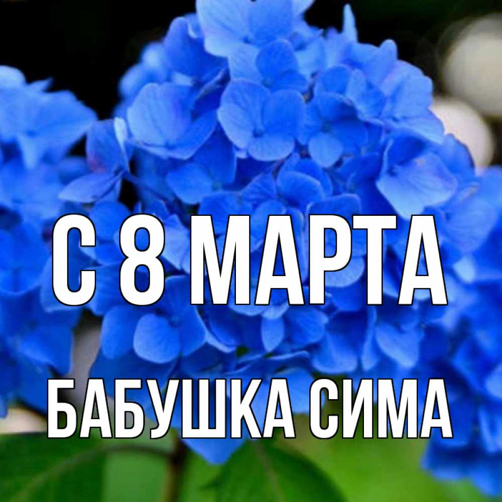 Открытка на каждый день с именем, Бабушка-Сима С 8 МАРТА синие цветы Прикольная открытка с пожеланием онлайн скачать бесплатно 