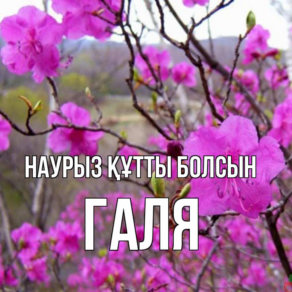 Картинка Наурыз құтты болсын, Галя