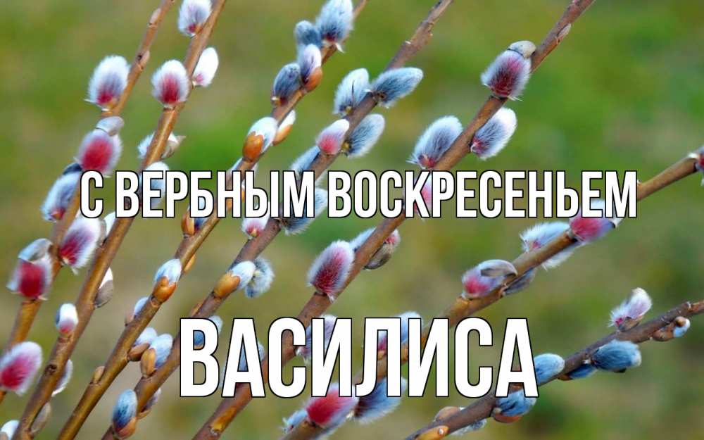 Открытка на каждый день с именем, Василиса С вербным воскресеньем верба Прикольная открытка с пожеланием онлайн скачать бесплатно 