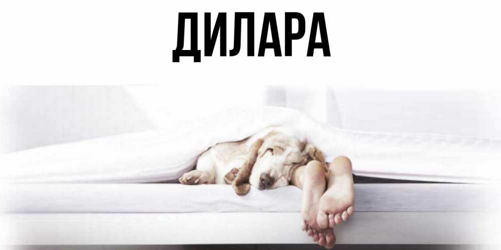 Открытка на каждый день с именем, Дилара Главная кровать с собакой пожелание сладких снов и спокойной ночи Прикольная открытка с пожеланием онлайн скачать бесплатно 