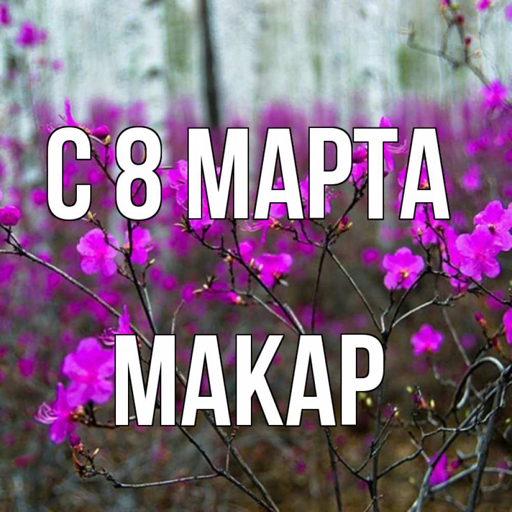 Открытка на каждый день с именем, Макар С 8 МАРТА дикие цветы Прикольная открытка с пожеланием онлайн скачать бесплатно 