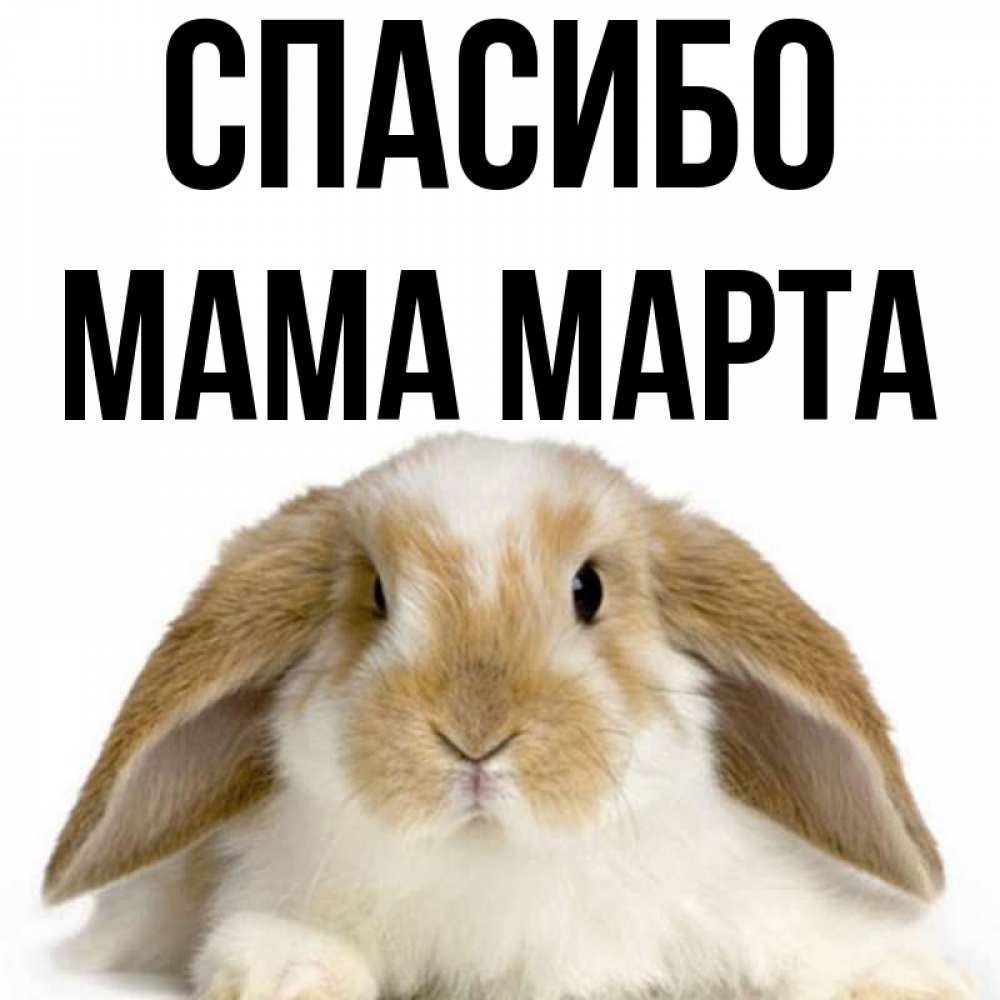 Открытка на каждый день с именем, Мама-Марта Спасибо коричнево белый заяц Прикольная открытка с пожеланием онлайн скачать бесплатно 