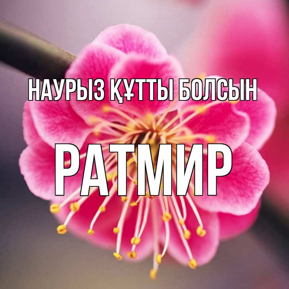 Открытка на каждый день с именем, Ратмир Наурыз құтты болсын цветы Прикольная открытка с пожеланием онлайн скачать бесплатно 