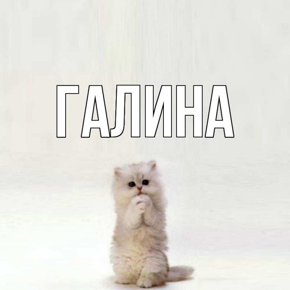 Открытка на каждый день с именем, Галина Главная кот стоит на задних лапах Прикольная открытка с пожеланием онлайн скачать бесплатно 
