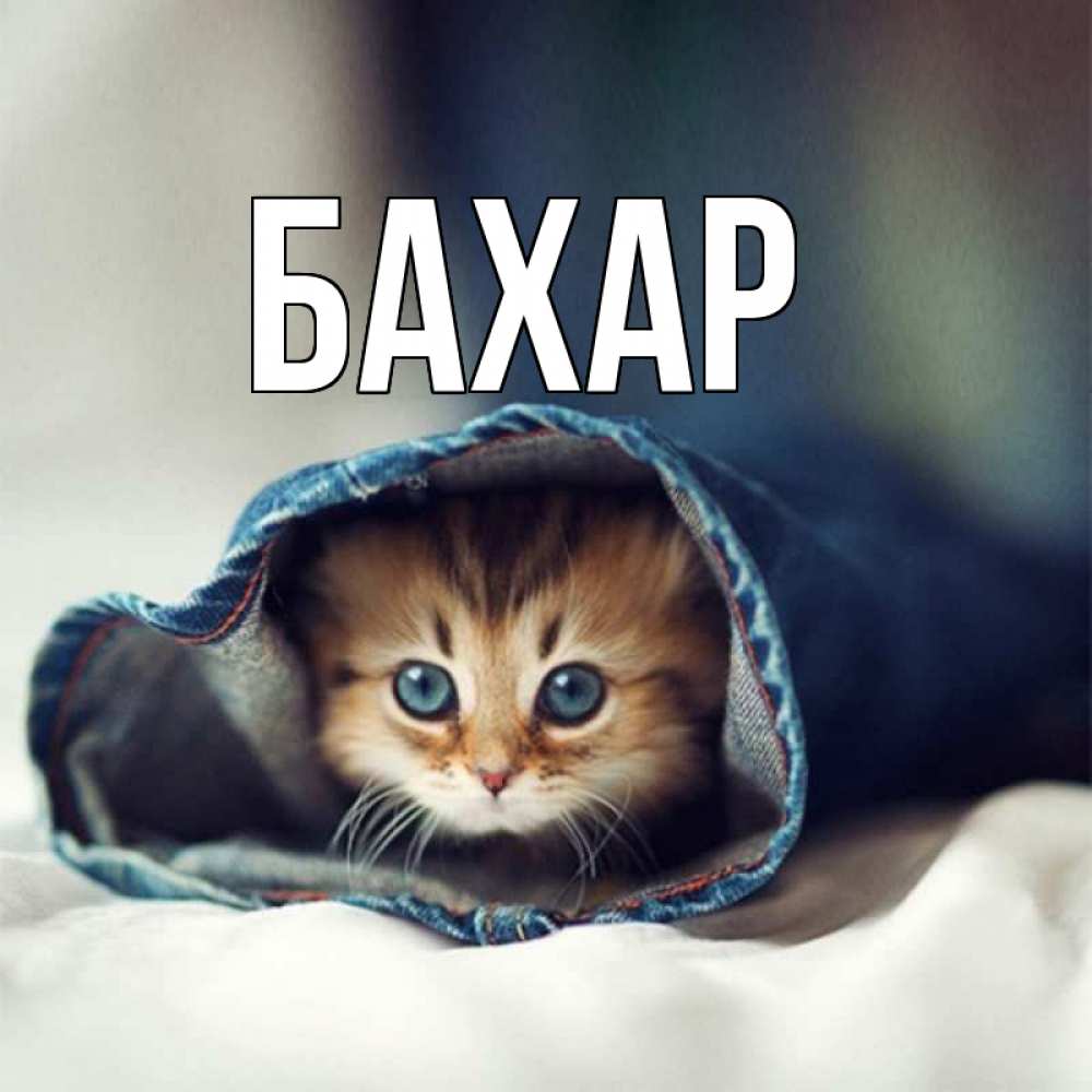 Картинка  с именем , Бахар