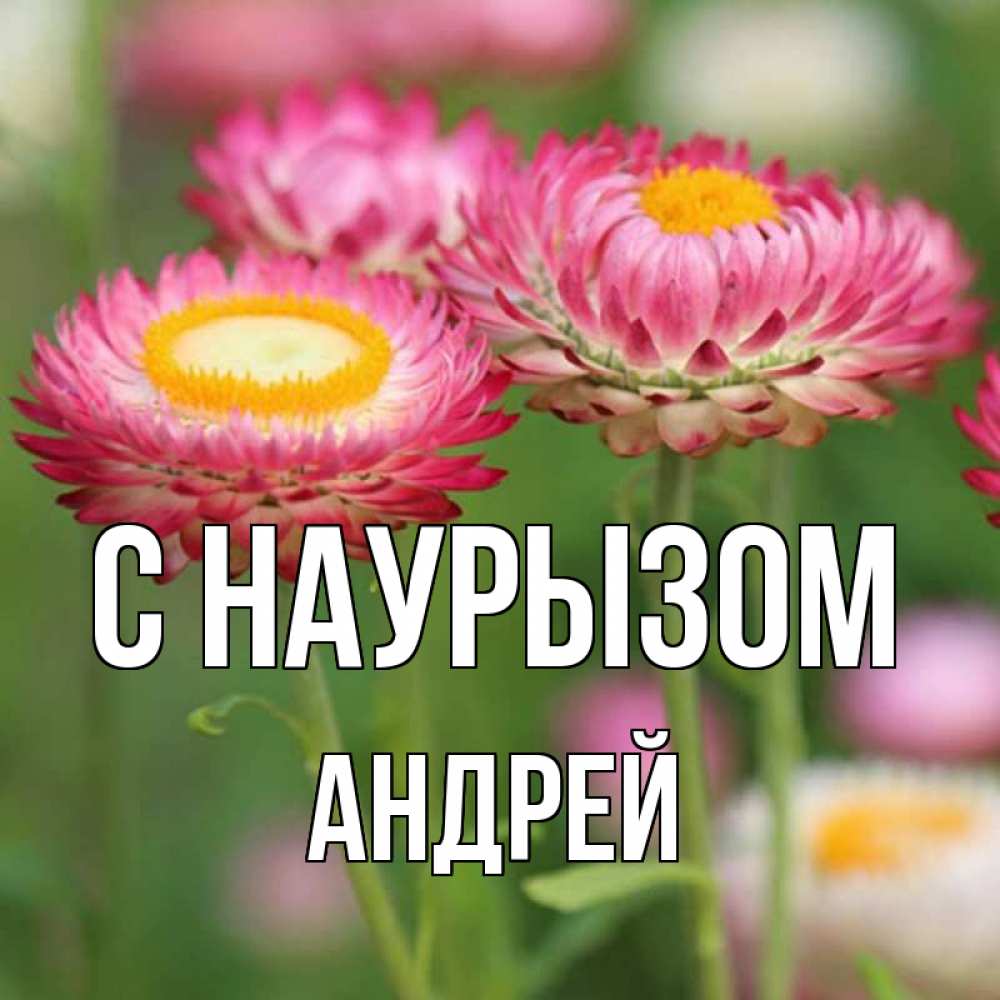 Открытка на каждый день с именем, Андрей С наурызом подарок на международный женский день Прикольная открытка с пожеланием онлайн скачать бесплатно 
