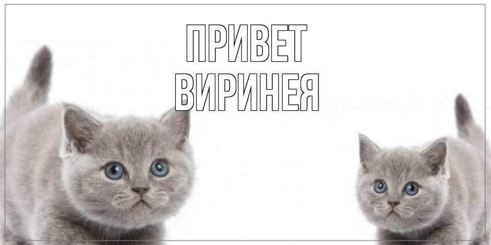 Открытка на каждый день с именем, Виринея Привет коты Прикольная открытка с пожеланием онлайн скачать бесплатно 
