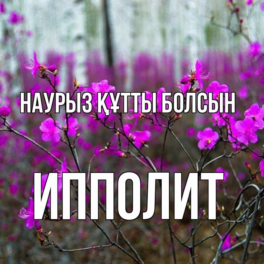 Открытка на каждый день с именем, Ипполит Наурыз құтты болсын дикие цветы Прикольная открытка с пожеланием онлайн скачать бесплатно 