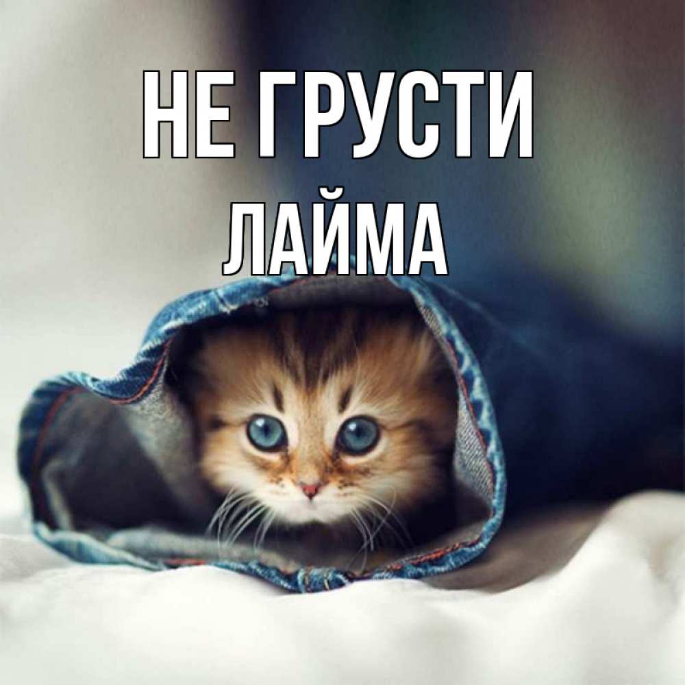Открытка на каждый день с именем, Лайма Не грусти кот в одежде Прикольная открытка с пожеланием онлайн скачать бесплатно 