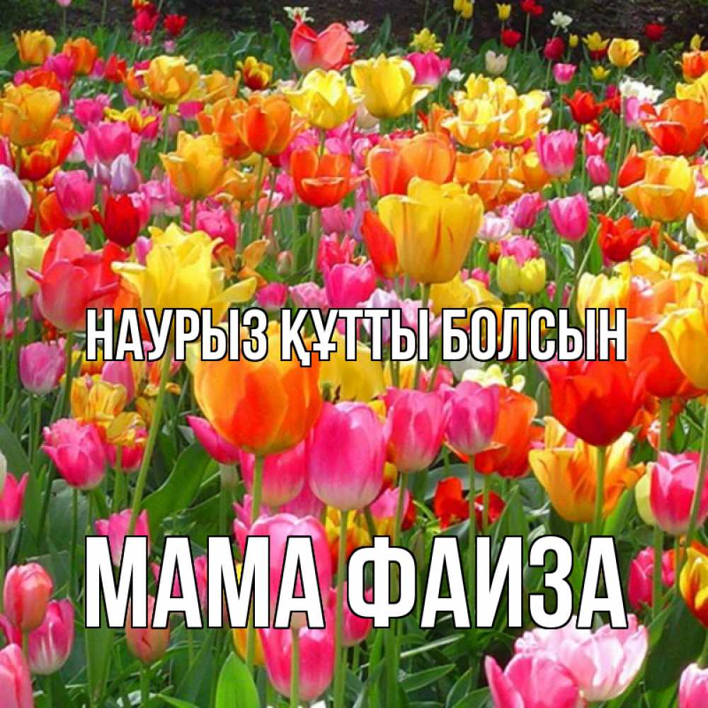 Открытка на каждый день с именем, Мама-Фаиза Наурыз құтты болсын на наурыз  ура ура Прикольная открытка с пожеланием онлайн скачать бесплатно 