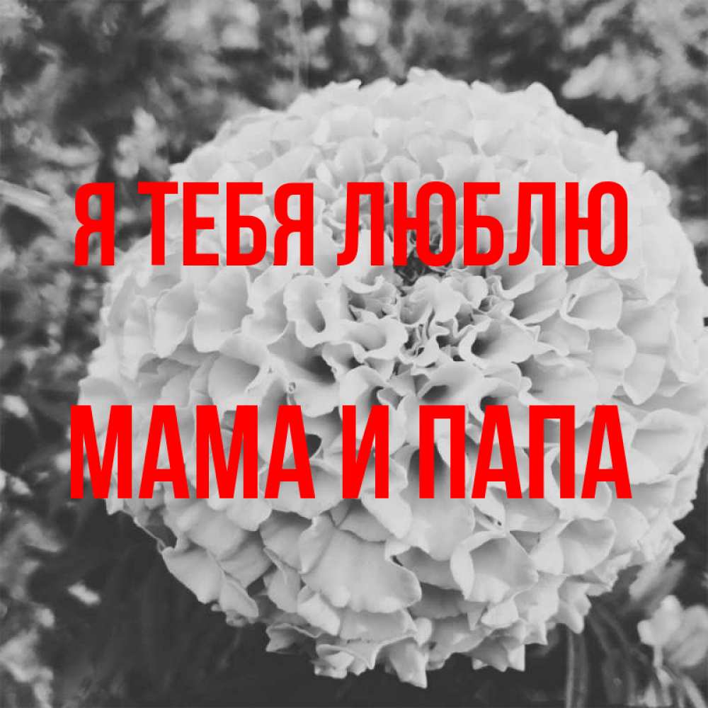 Открытка на каждый день с именем, Мама-и-папа Я тебя люблю подпись Прикольная открытка с пожеланием онлайн скачать бесплатно 