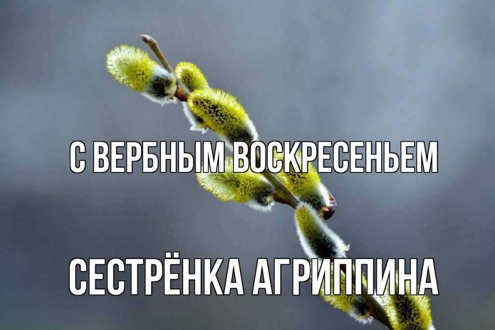 Открытка на каждый день с именем, Сестрёнка-Агриппина С вербным воскресеньем верба Прикольная открытка с пожеланием онлайн скачать бесплатно 