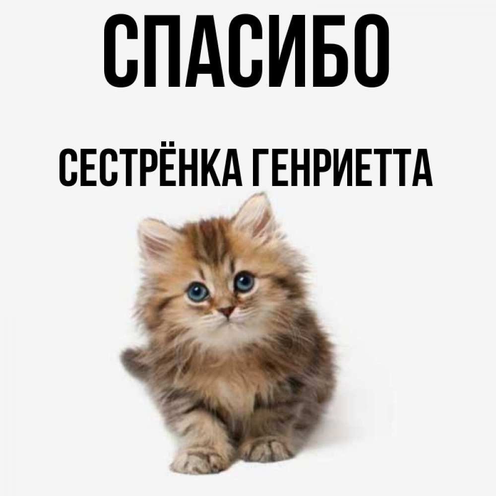 Открытка на каждый день с именем, Сестрёнка-Генриетта Спасибо пушистый котик Прикольная открытка с пожеланием онлайн скачать бесплатно 