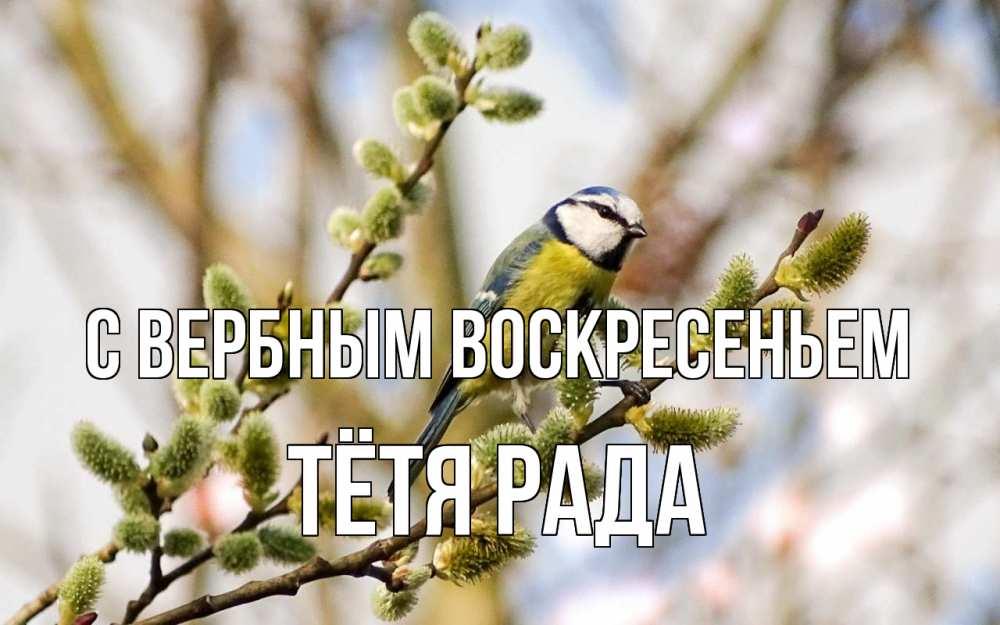 Открытка на каждый день с именем, Тётя-Рада С вербным воскресеньем верба Прикольная открытка с пожеланием онлайн скачать бесплатно 