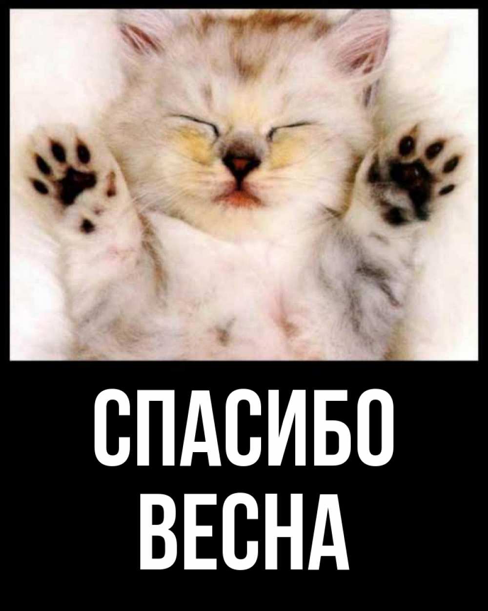 Открытка на каждый день с именем, Весна Спасибо маленький котенок Прикольная открытка с пожеланием онлайн скачать бесплатно 