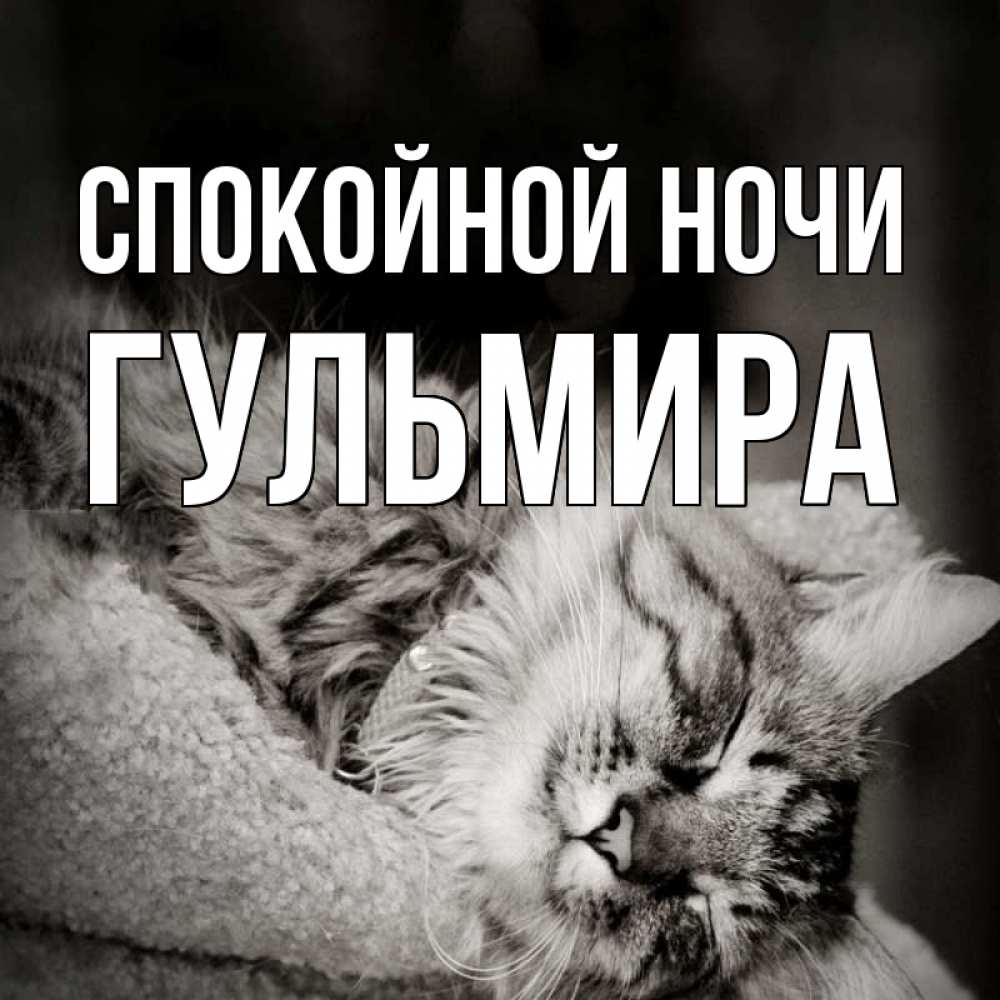 Открытка на каждый день с именем, Гульмира Спокойной ночи котярик пушистый Прикольная открытка с пожеланием онлайн скачать бесплатно 