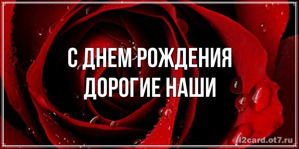 Открытка на каждый день с именем, Дорогие-наши С днем рождения крупная бордовая роза Прикольная открытка с пожеланием онлайн скачать бесплатно 
