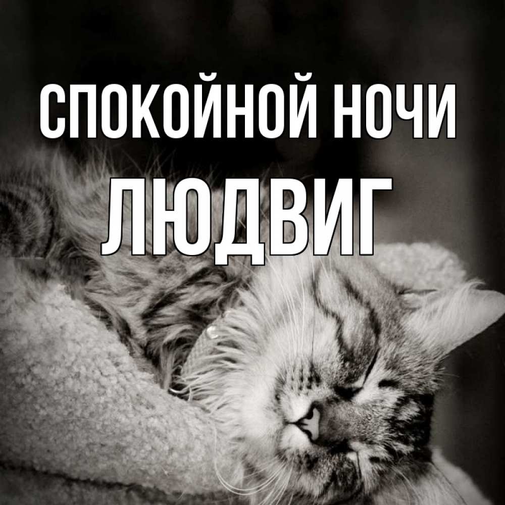 Открытка на каждый день с именем, Людвиг Спокойной ночи котярик пушистый Прикольная открытка с пожеланием онлайн скачать бесплатно 