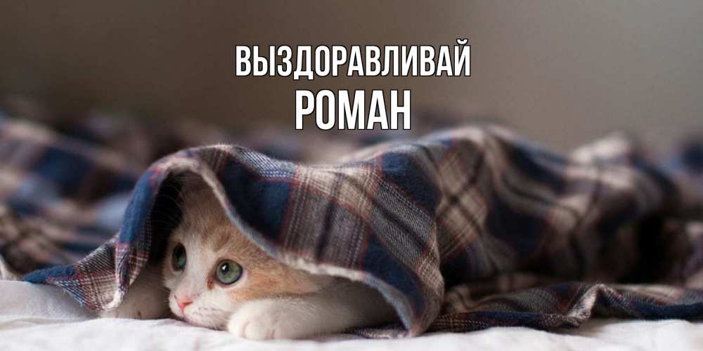 Открытка на каждый день с именем, Роман Выздоравливай не болейте с котиком Прикольная открытка с пожеланием онлайн скачать бесплатно 