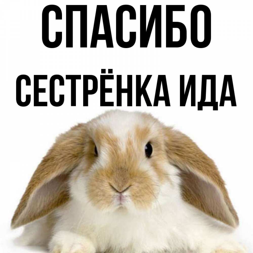 Открытка на каждый день с именем, Сестрёнка-Ида Спасибо коричнево белый заяц Прикольная открытка с пожеланием онлайн скачать бесплатно 