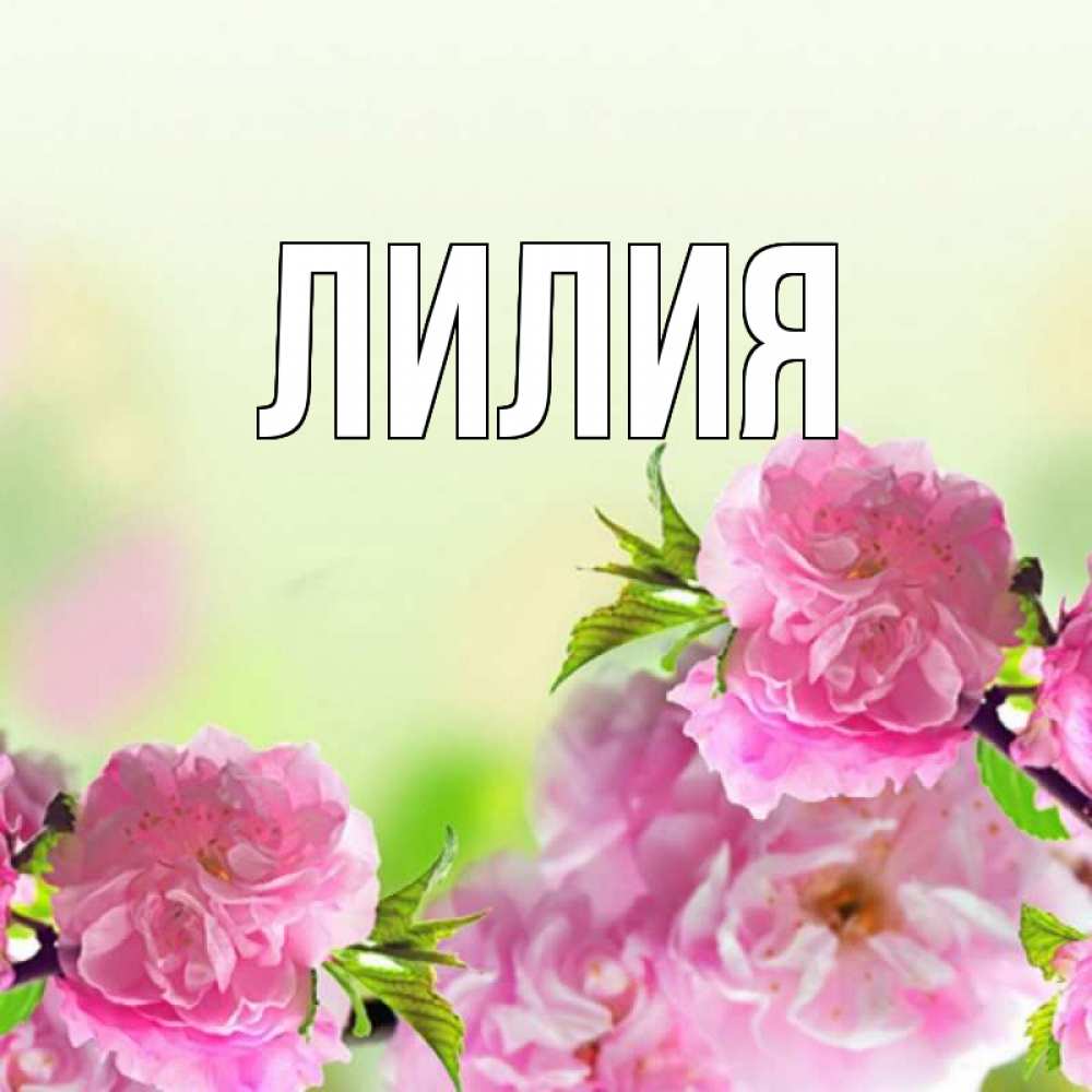 Имя лилия открытки