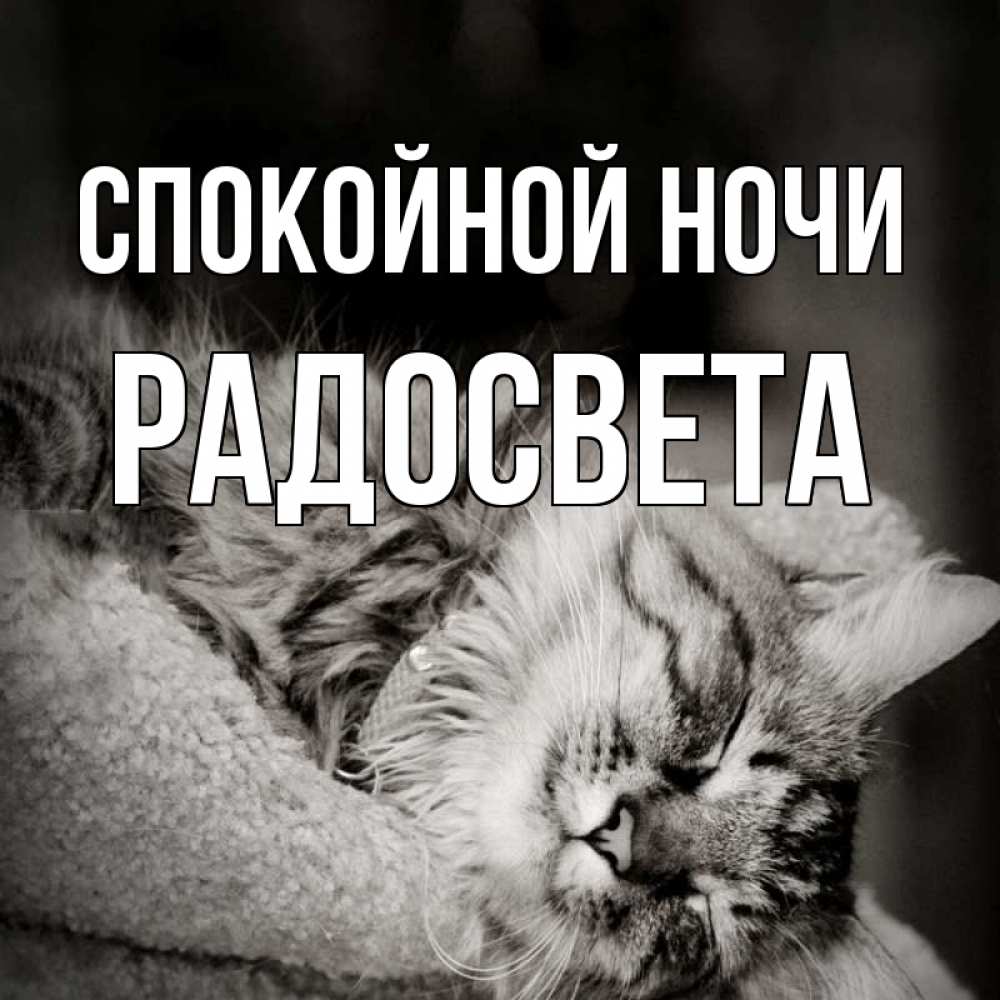 Открытка на каждый день с именем, Радосвета Спокойной ночи котярик пушистый Прикольная открытка с пожеланием онлайн скачать бесплатно 