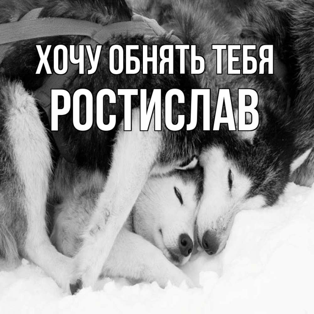 Открытка на каждый день с именем, Ростислав Хочу обнять тебя собачки в упряжке Прикольная открытка с пожеланием онлайн скачать бесплатно 