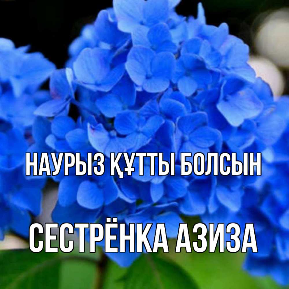 Открытка на каждый день с именем, Сестрёнка-Азиза Наурыз құтты болсын синие цветы Прикольная открытка с пожеланием онлайн скачать бесплатно 