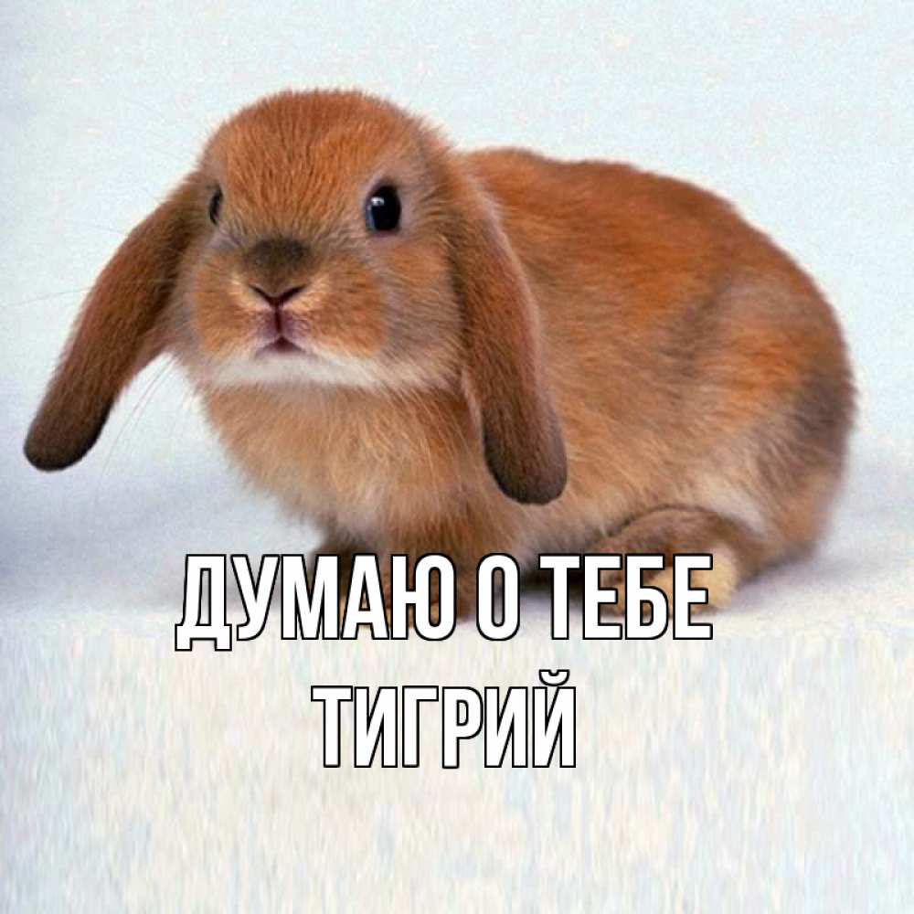 Открытка на каждый день с именем, Тигрий Думаю о тебе кроль коричневый Прикольная открытка с пожеланием онлайн скачать бесплатно 