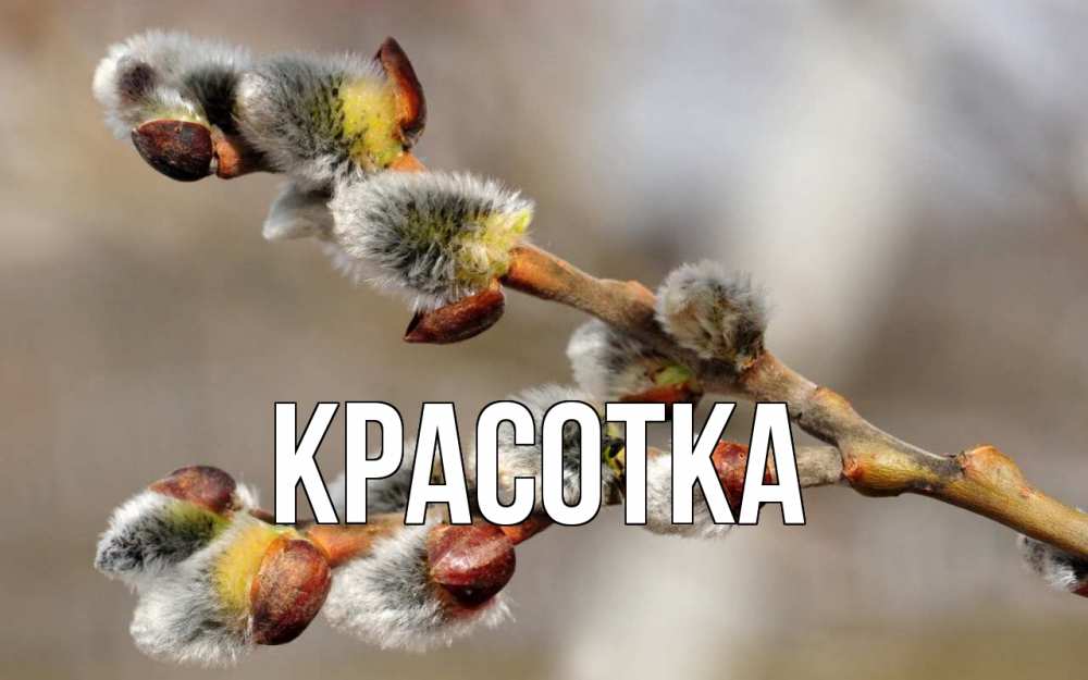 Открытка на каждый день с именем, красотка Главная Верба Прикольная открытка с пожеланием онлайн скачать бесплатно 