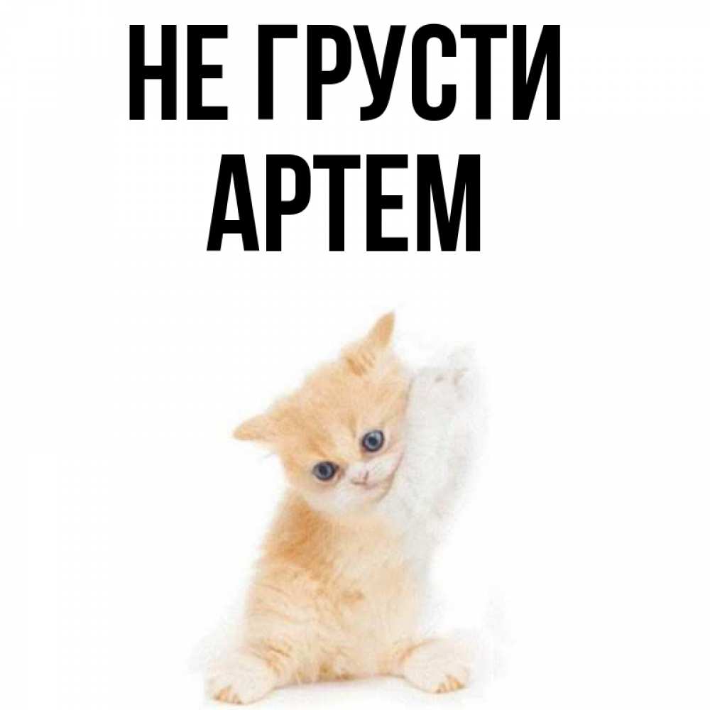 Открытка на каждый день с именем, Артем Не грусти просящий кот Прикольная открытка с пожеланием онлайн скачать бесплатно 