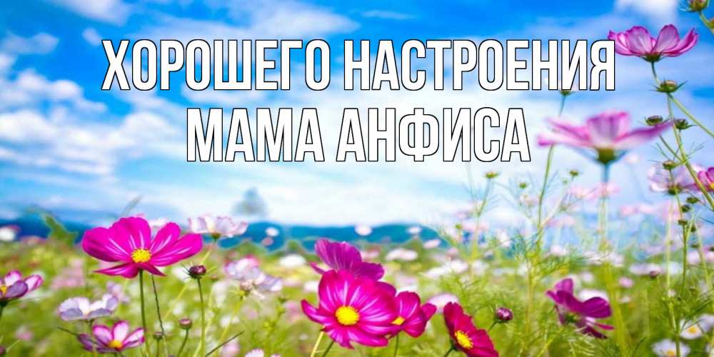 Открытка на каждый день с именем, Мама-Анфиса Хорошего настроения поле цветов Прикольная открытка с пожеланием онлайн скачать бесплатно 