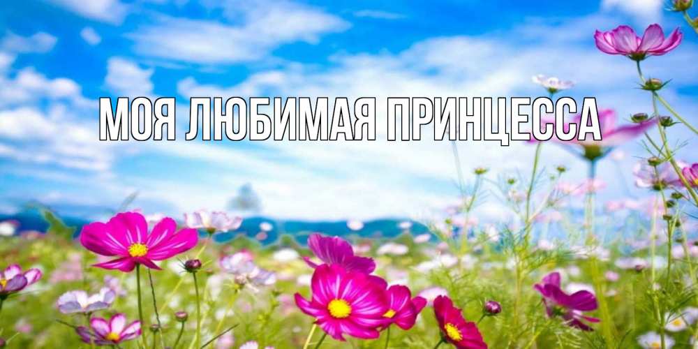 Открытка на каждый день с именем, Моя-Любимая-Принцесса Главная поле цветов Прикольная открытка с пожеланием онлайн скачать бесплатно 