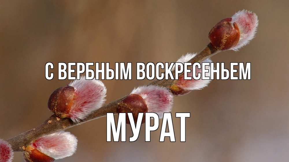 Открытка на каждый день с именем, Мурат С вербным воскресеньем верба Прикольная открытка с пожеланием онлайн скачать бесплатно 