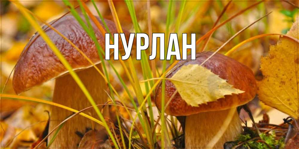 Открытка на каждый день с именем, Нурлан Главная осенние грибы Прикольная открытка с пожеланием онлайн скачать бесплатно 