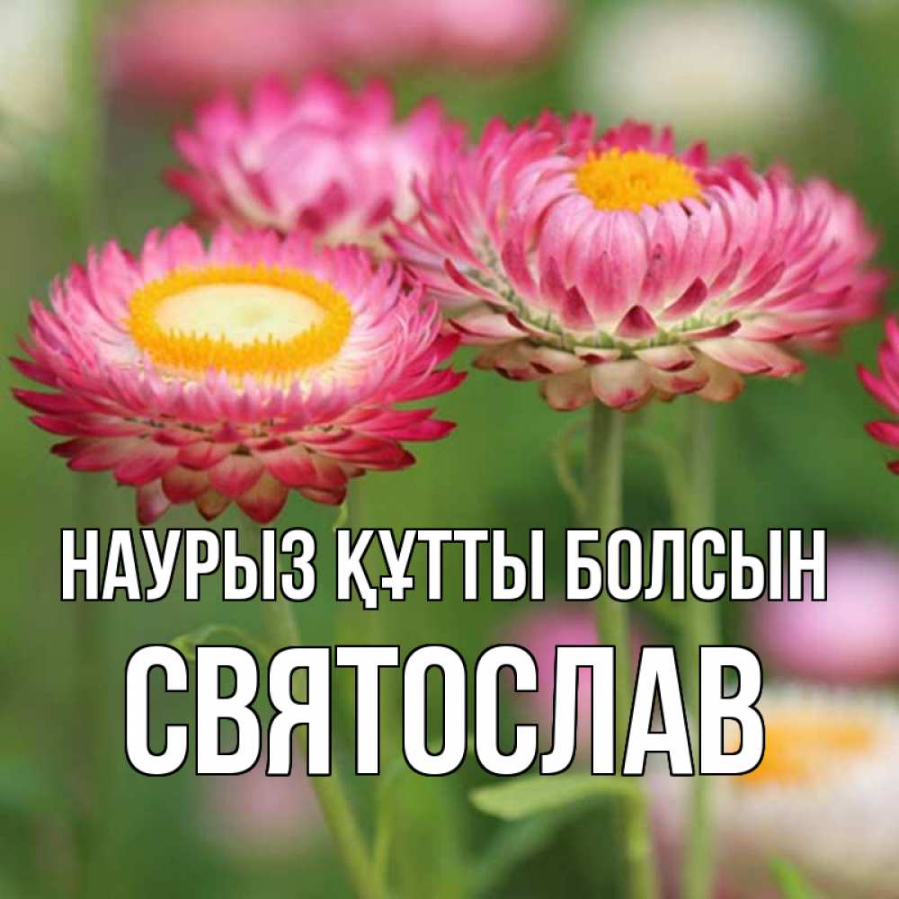 Открытка на каждый день с именем, Святослав Наурыз құтты болсын подарок на международный женский день Прикольная открытка с пожеланием онлайн скачать бесплатно 