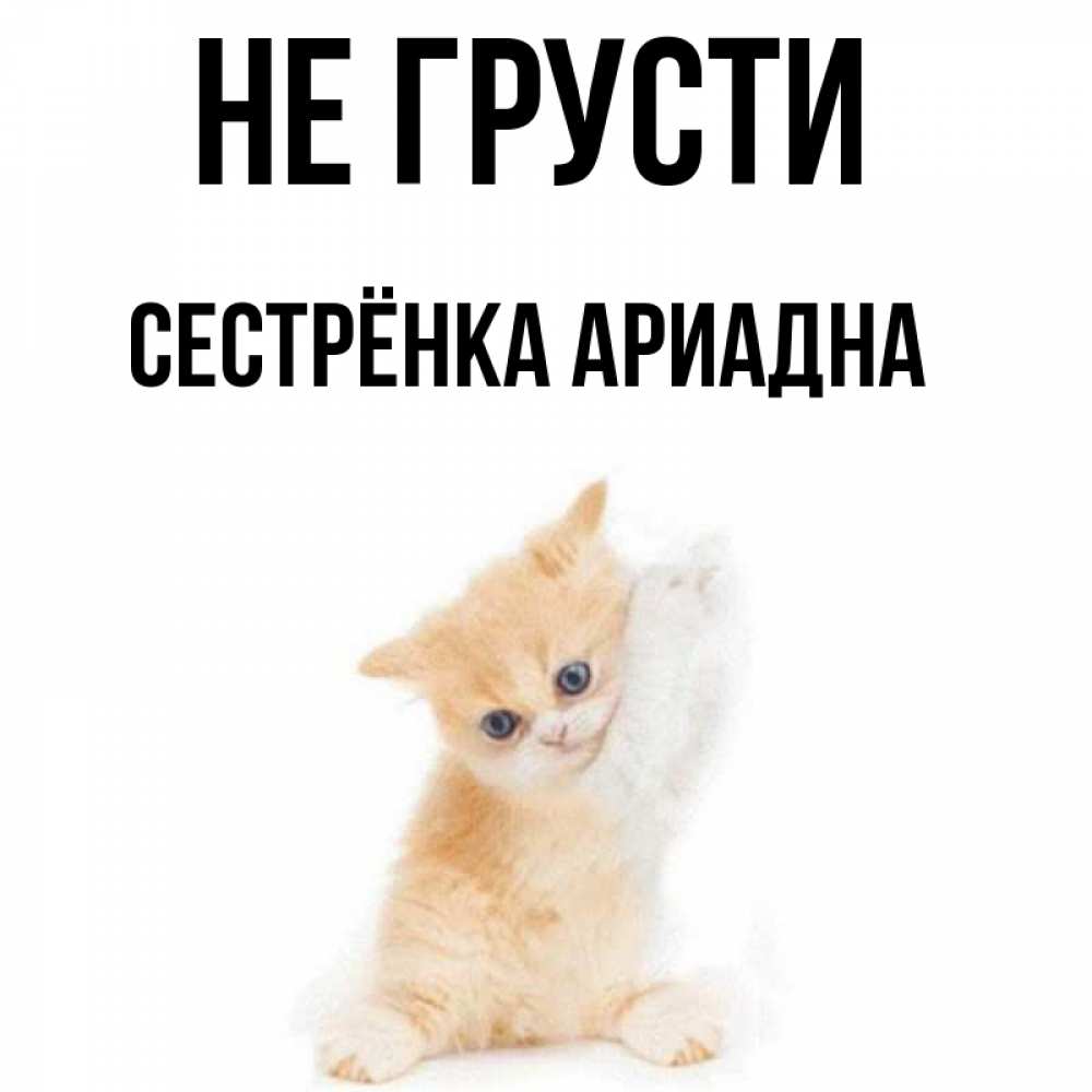 Открытка на каждый день с именем, Сестрёнка-Ариадна Не грусти просящий кот Прикольная открытка с пожеланием онлайн скачать бесплатно 