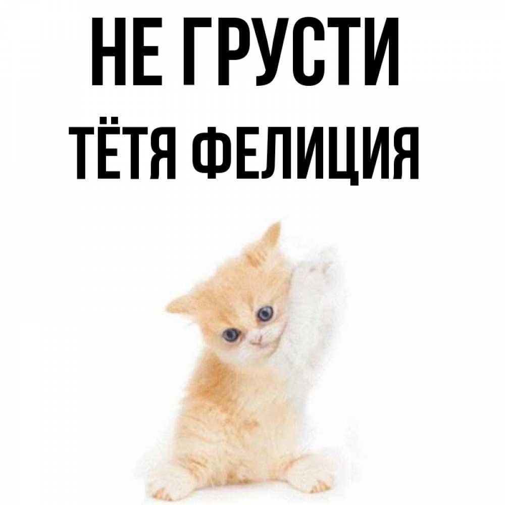 Открытка на каждый день с именем, Тётя-Фелиция Не грусти просящий кот Прикольная открытка с пожеланием онлайн скачать бесплатно 