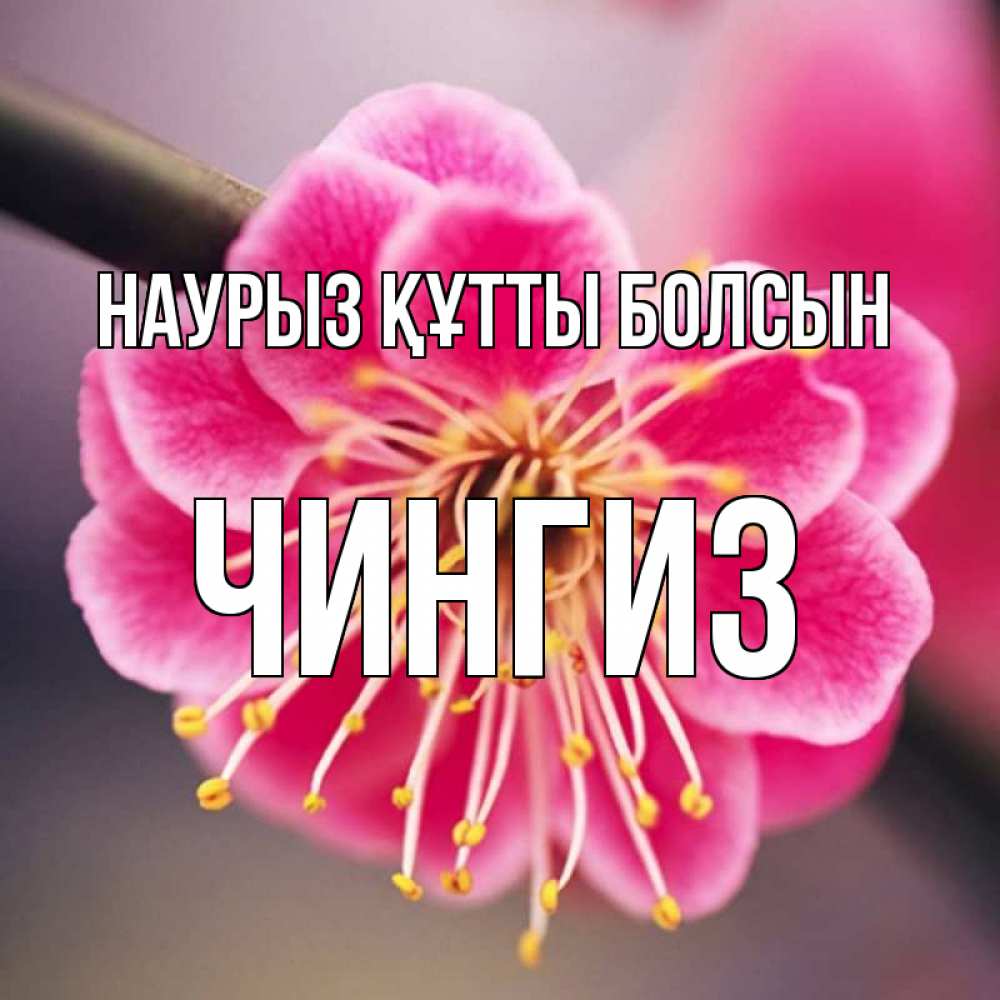 Открытка на каждый день с именем, Чингиз Наурыз құтты болсын цветы Прикольная открытка с пожеланием онлайн скачать бесплатно 