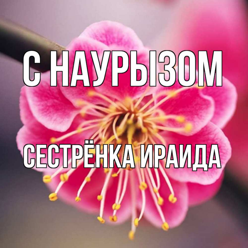 Открытка на каждый день с именем, Сестрёнка-Ираида С наурызом цветы Прикольная открытка с пожеланием онлайн скачать бесплатно 