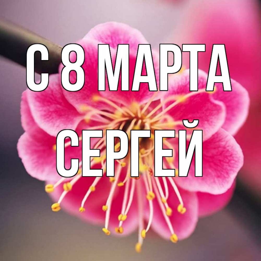 Открытка на каждый день с именем, Сергей С 8 марта цветы Прикольная открытка с пожеланием онлайн скачать бесплатно 