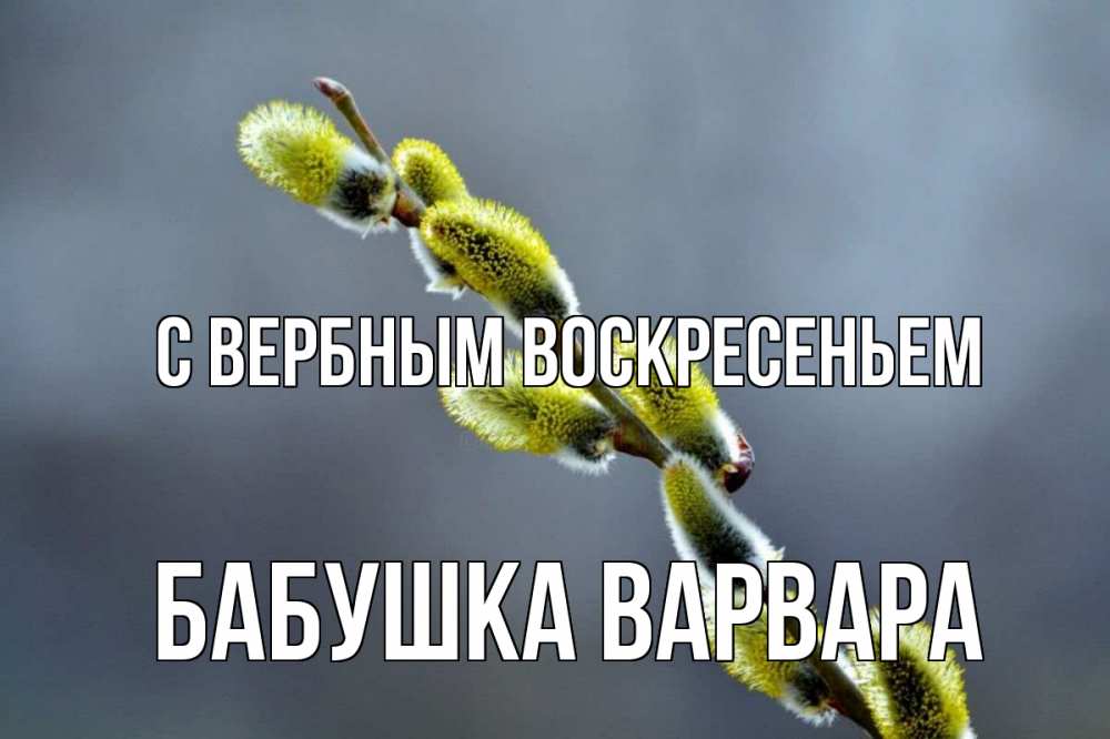 Открытка на каждый день с именем, Бабушка-Варвара С вербным воскресеньем верба Прикольная открытка с пожеланием онлайн скачать бесплатно 