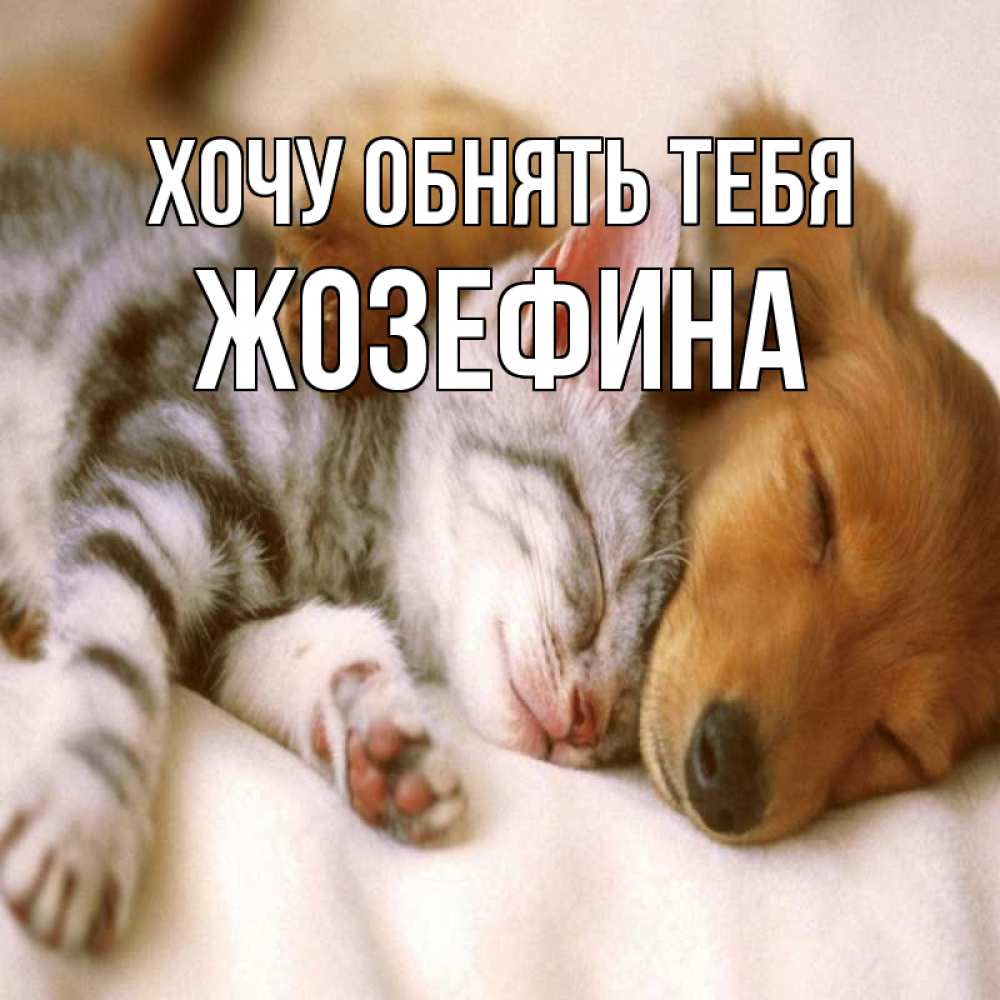 Открытка на каждый день с именем, Жозефина Хочу обнять тебя пес и котенок Прикольная открытка с пожеланием онлайн скачать бесплатно 