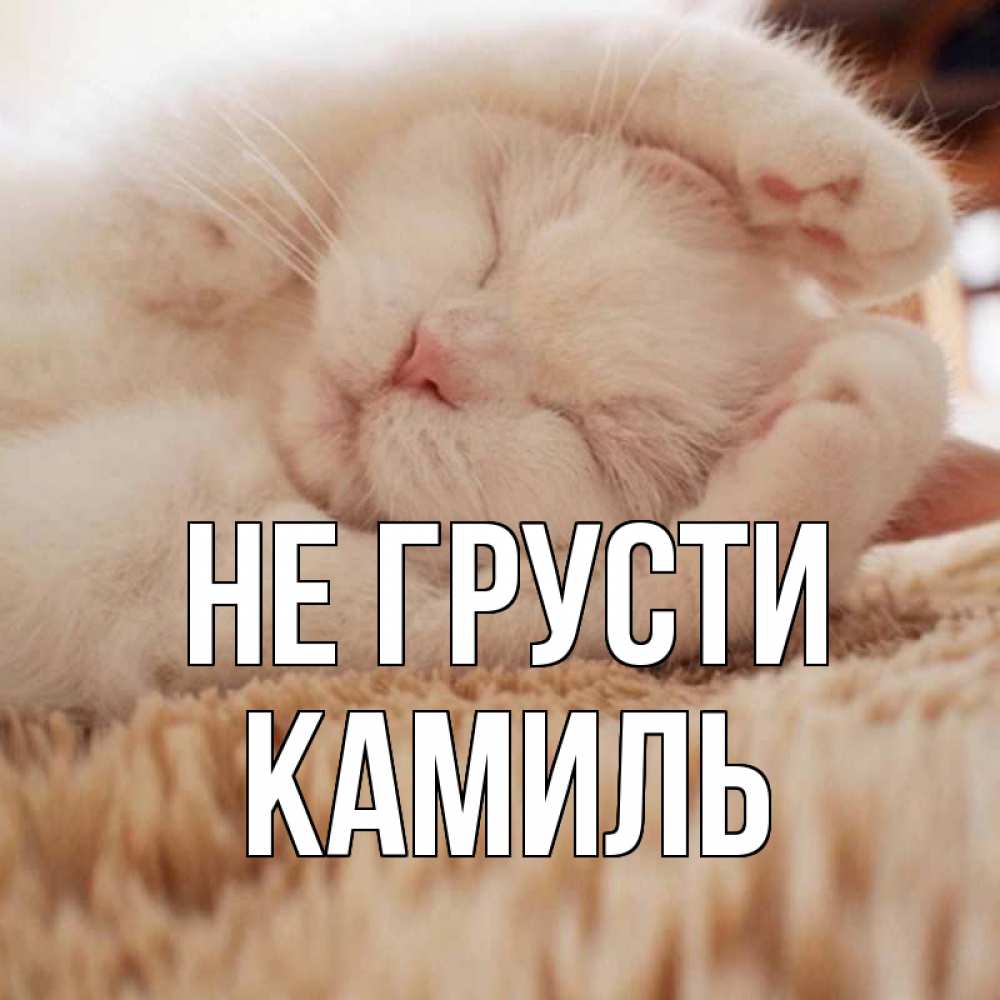 Открытка на каждый день с именем, Камиль Не грусти белый кот Прикольная открытка с пожеланием онлайн скачать бесплатно 