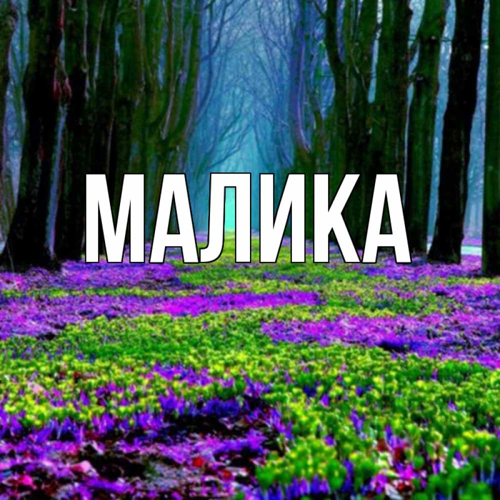 Открытка на каждый день с именем, Малика Главная фиолетовые цветы в лесу 1 Прикольная открытка с пожеланием онлайн скачать бесплатно 