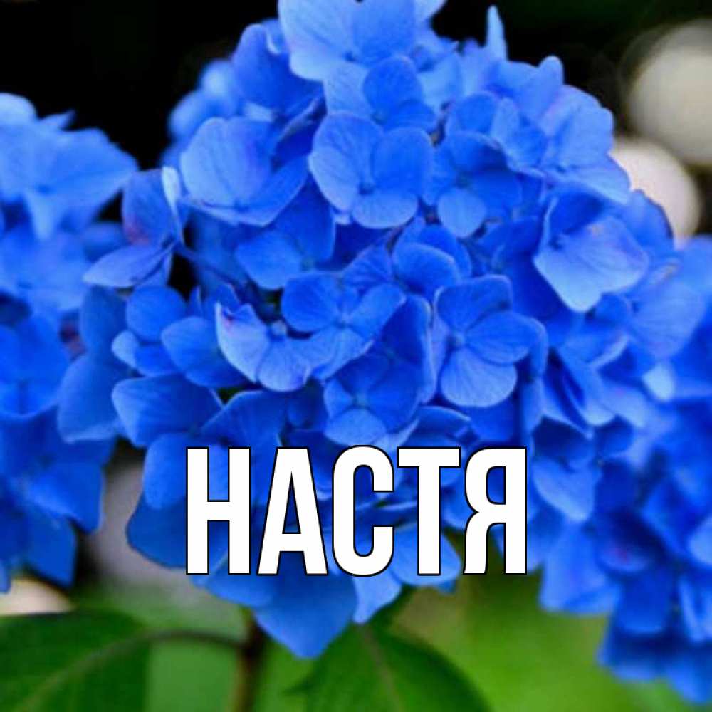 Открытка на каждый день с именем, Настя Главная синие цветы Прикольная открытка с пожеланием онлайн скачать бесплатно 