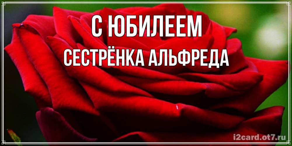 Открытка на каждый день с именем, Сестрёнка-Альфреда С юбилеем розочка очень красивая Прикольная открытка с пожеланием онлайн скачать бесплатно 