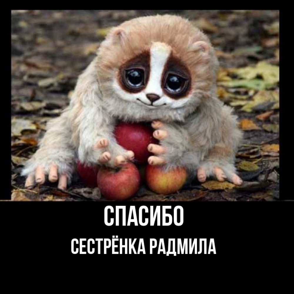 Открытка на каждый день с именем, Сестрёнка-Радмила Спасибо прикольное животное Прикольная открытка с пожеланием онлайн скачать бесплатно 